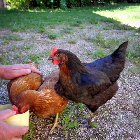 Avec Jardin Privatif, Cheminee, Et Activites Nature Proches, Animaux Acceptes - Fr-1-496-66 Holiday home Les Salles